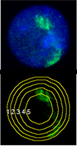 Upper: Chromosome territories in green against blue nuclear DNA. Lower: 5-ring shell fitted to the nucleus allows determination of chromosome distributions. Adapted from figure 2 of [1].